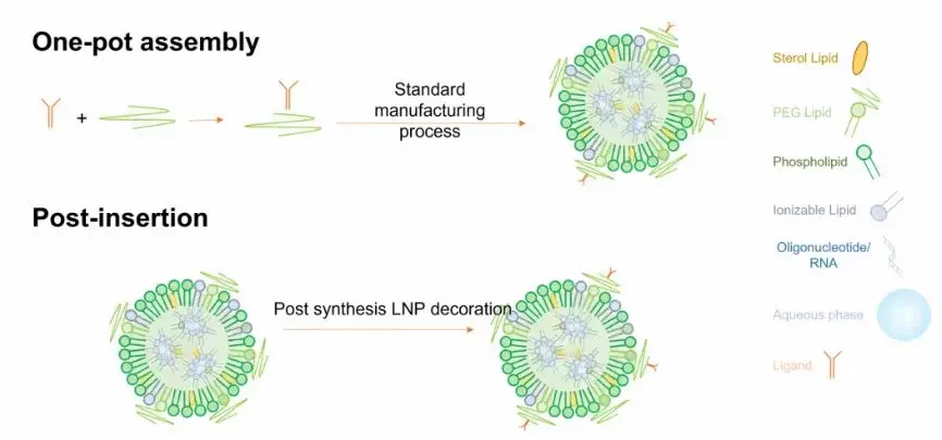 Functional schematic of one-pot and post-insertion assmebly for nanoparticule functionalization