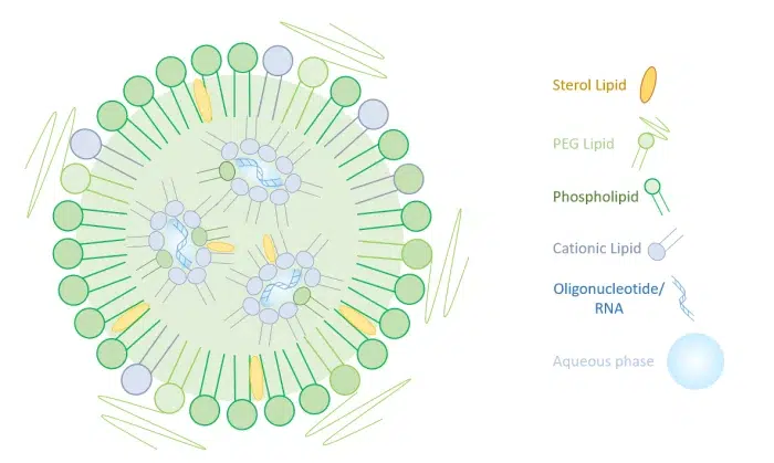 LNP/lipid nanoparticle internal composition