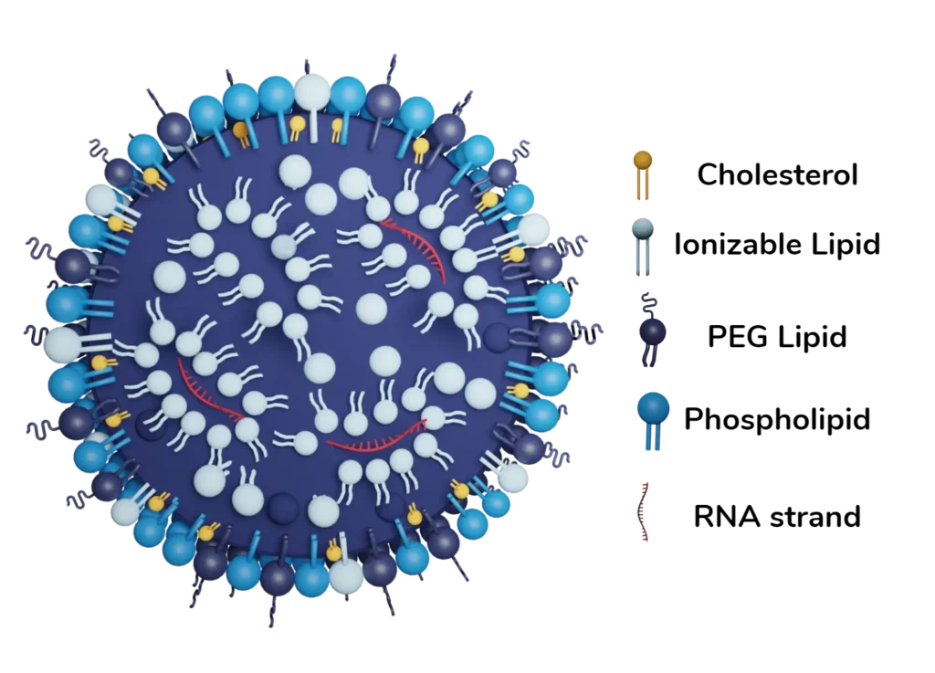 Image describing the mRNA LNP lipid naniparticle composition and internal organization